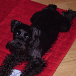 Homes for Sale in Manatee or Sarasota County with a Fence 1 Chaz The Florida Schnauzer