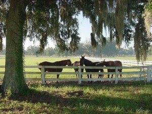 Manatee or Sarasota County Horse Property