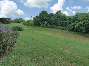 Beekman Estates Sarasota Home - MLS # M5831818 - Backyard